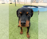 Small Photo #1 Rottweiler Puppy For Sale in Hillsboro, NH, USA