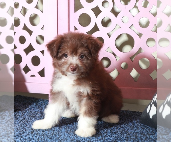 Medium Photo #3 Miniature Australian Shepherd-Poodle (Toy) Mix Puppy For Sale in MOUNT VERNON, OH, USA