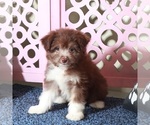 Small #2 Miniature Australian Shepherd-Poodle (Toy) Mix