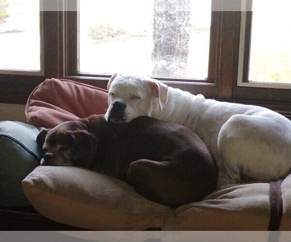 Medium Photo #4 Box-a-Pug Puppy For Sale in Burnsville, MN, USA