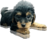 Small Photo #3 Yorkshire Terrier Puppy For Sale in OAKLEY, CA, USA