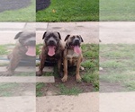 Small #4 America Bandogge Mastiff-Cane Corso Mix