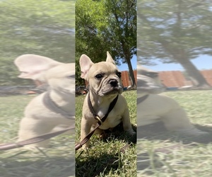 French Bulldog Puppy for sale in GERBER, CA, USA