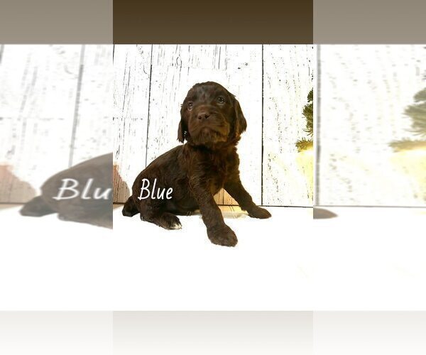 Medium Photo #2 Springerdoodle Puppy For Sale in TERRE HAUTE, IN, USA