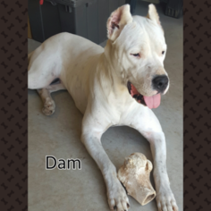 Mother of the Dogo Argentino puppies born on 11/17/2016
