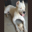 Small Photo #1 Dogo Argentino Puppy For Sale in PLACERVILLE, CA, USA