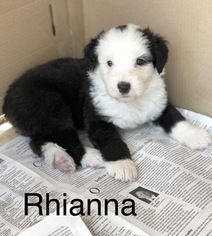 Old English Sheepdog Puppy for sale in GOLDEN, CO, USA