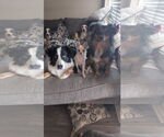 Small #2 Australian Shepherd Mix