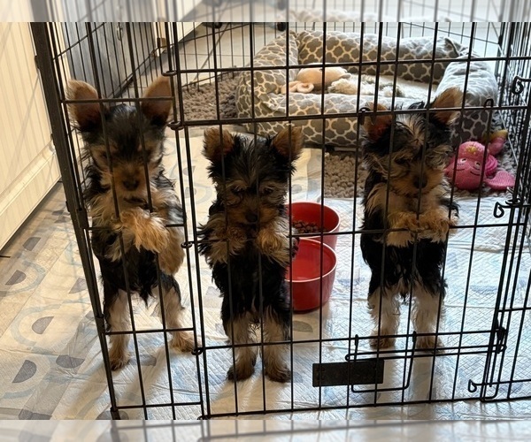 Medium Photo #1 Yorkshire Terrier Puppy For Sale in NORFOLK, VA, USA