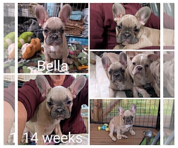 Medium Photo #13 French Bulldog Puppy For Sale in MCKINLEYVILLE, CA, USA