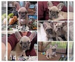 Small Photo #13 French Bulldog Puppy For Sale in MCKINLEYVILLE, CA, USA