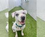 Small #5 Jack Russell Terrier Mix