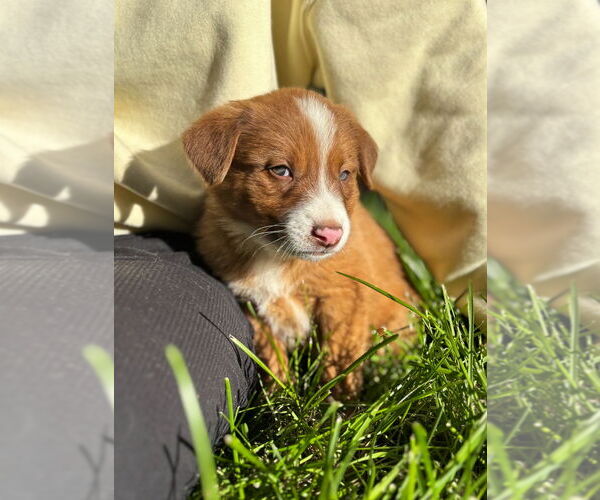 Medium Photo #2 Mutt Puppy For Sale in Laramie, WY, USA