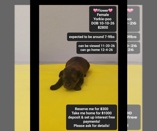 Medium Photo #1 Yorkipoo Puppy For Sale in TUCSON, AZ, USA