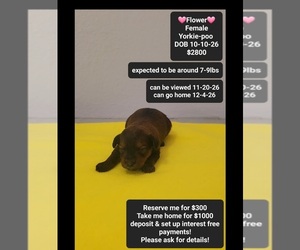 Yorkipoo Puppy for sale in TUCSON, AZ, USA