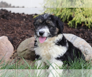 Aussiedoodle Puppy for sale in SHILOH, OH, USA
