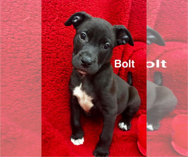 Medium Photo #4 American Pit Bull Terrier-Unknown Mix Puppy For Sale in Hillsboro, NH, USA