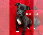 Small #3 American Pit Bull Terrier Mix