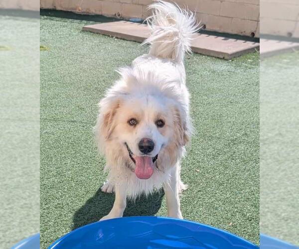 Medium Photo #7 Great Pyrenees-Unknown Mix Puppy For Sale in Rockwall, TX, USA