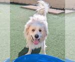 Small #6 Great Pyrenees Mix