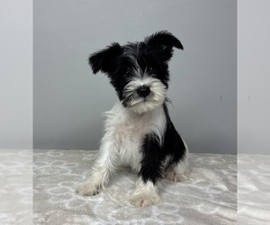 Schnauzer (Miniature) Puppy for sale in FRANKLIN, IN, USA