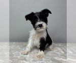 Image preview for Ad Listing. Nickname: Macy