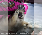 Small Photo #64 Keeshond Puppy For Sale in FAYETTEVILLE, TN, USA