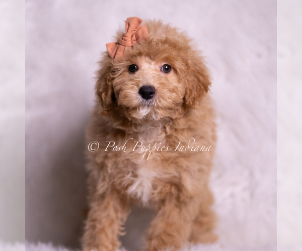 Medium Photo #45 Goldendoodle (Miniature) Puppy For Sale in WARSAW, IN, USA