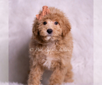 Small #1 Goldendoodle (Miniature)
