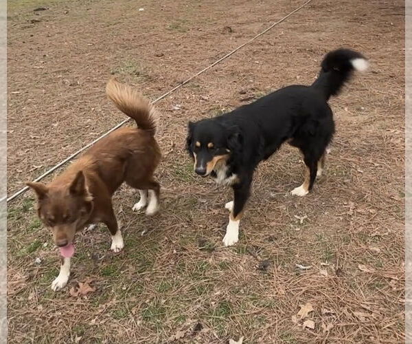 Medium Photo #4 Australian Shepherd Puppy For Sale in Harrison, AR, USA
