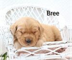 Puppy Bree Golden Retriever