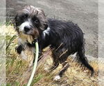 Small #3 Mutt