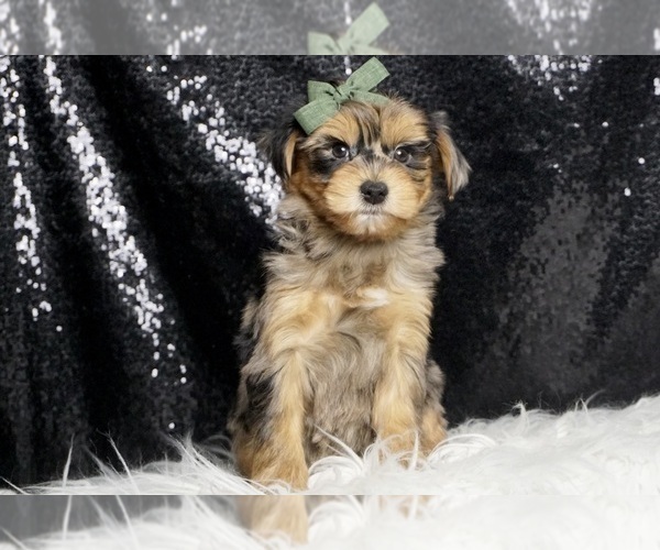 Medium Photo #4 Morkie Puppy For Sale in WARSAW, IN, USA