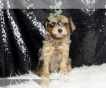 Small #3 Morkie