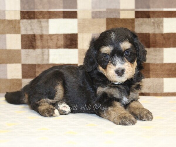 Medium Photo #2 Miniature Bernedoodle Puppy For Sale in DENVER, PA, USA