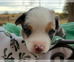 Puppy Blue Merle Boy Miniature American Shepherd