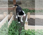 Small Photo #7 Border Collie Puppy For Sale in GUSTINE, CA, USA
