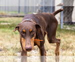 Small #3 Doberman Pinscher