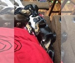 Small Photo #1 Dachshund Puppy For Sale in CHOCTAW, OK, USA
