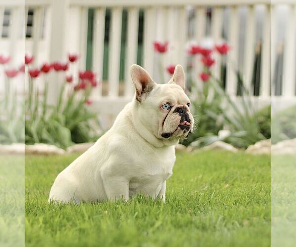 Medium Photo #1 French Bulldog Puppy For Sale in RONKS, PA, USA