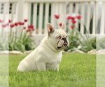 Small Photo #1 French Bulldog Puppy For Sale in RONKS, PA, USA