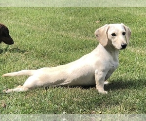 Mother of the Dachshund puppies born on 12/13/2025