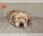 Small #2 Golden Retriever