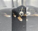 Small Mutt