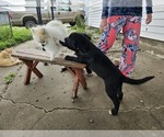 Small #6 Border Collie-Mastiff Mix