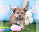 Image preview for Ad Listing. Nickname: Duchess