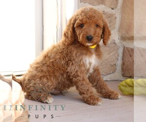 Goldendoodle Puppy for sale in GORDONVILLE, PA, USA