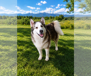 Alaskan Malamute Dogs for adoption in MIDWAY, UT, USA