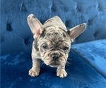 Small #33 French Bulldog