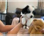 Small Photo #5 Australian Shepherd Puppy For Sale in HANOVER PARK, IL, USA